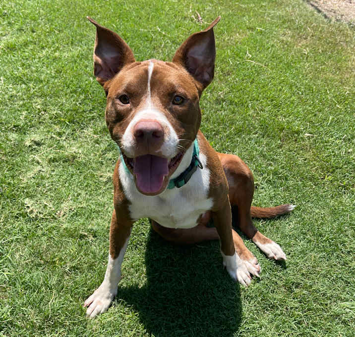 Photo of Rocko