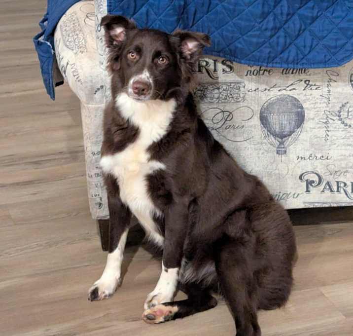 Photo of Willow