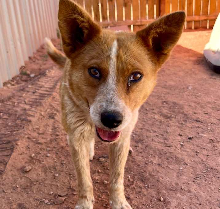 Photo of Vixey