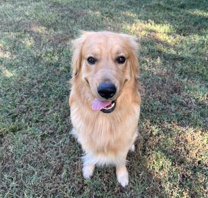 Photo of Alfie