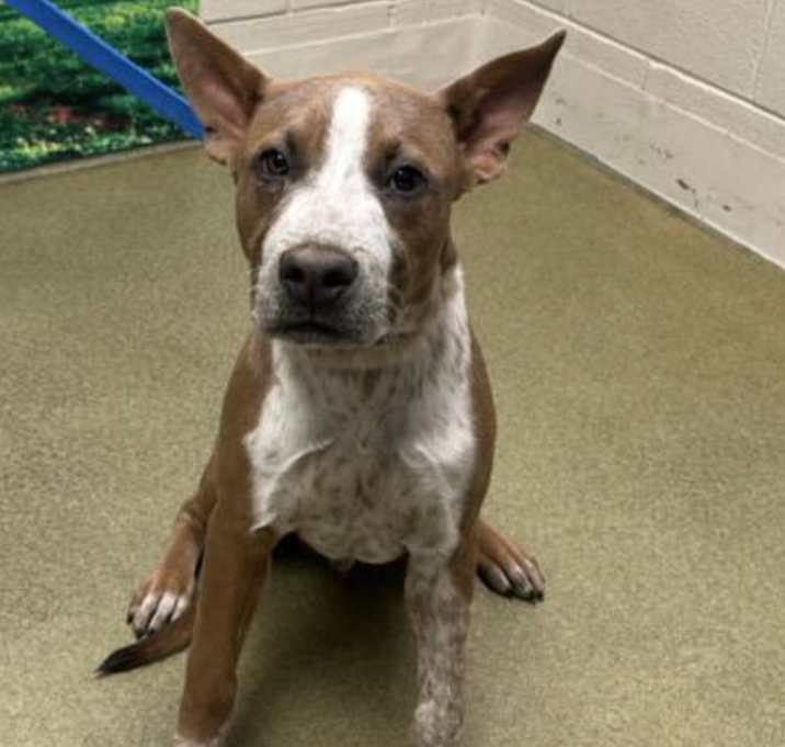 Photo of URGENT! SHELTER IS FULL
