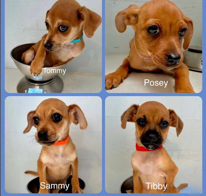Photo of Tommy, Sammy, Posey, Tibby