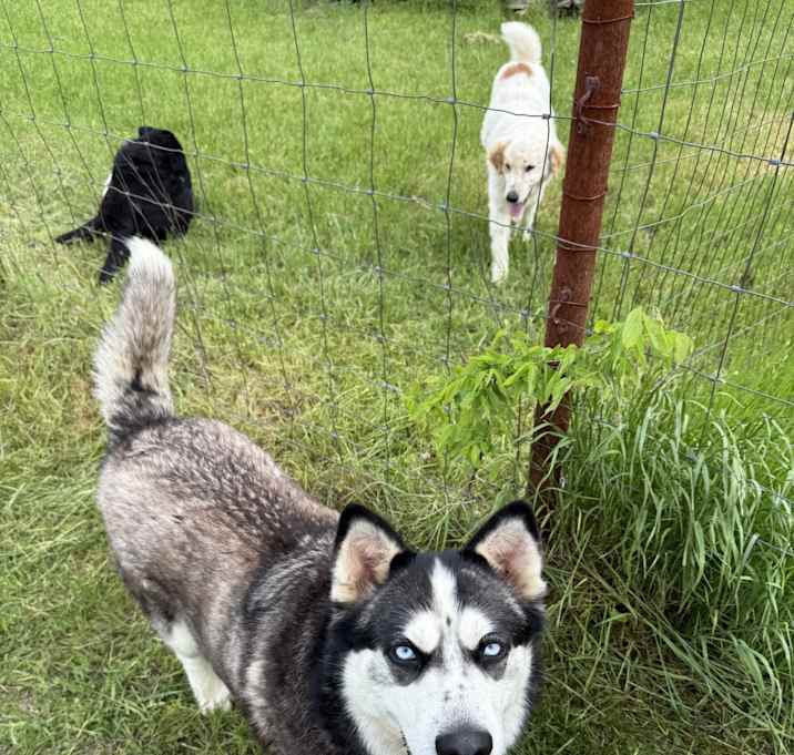 Photo of Luna