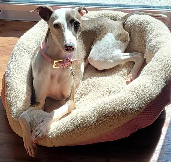 Photo of Lucy
