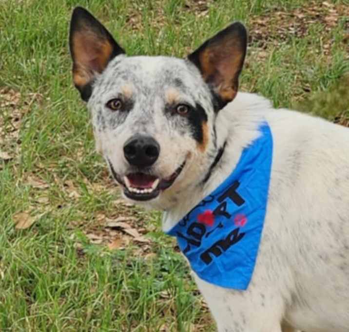 Photo of Rocket  aka Chacho JuM