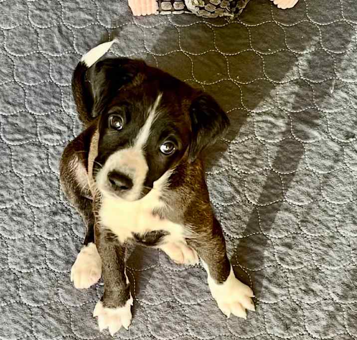 Photo of Domino