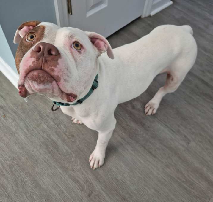 Photo of Milo