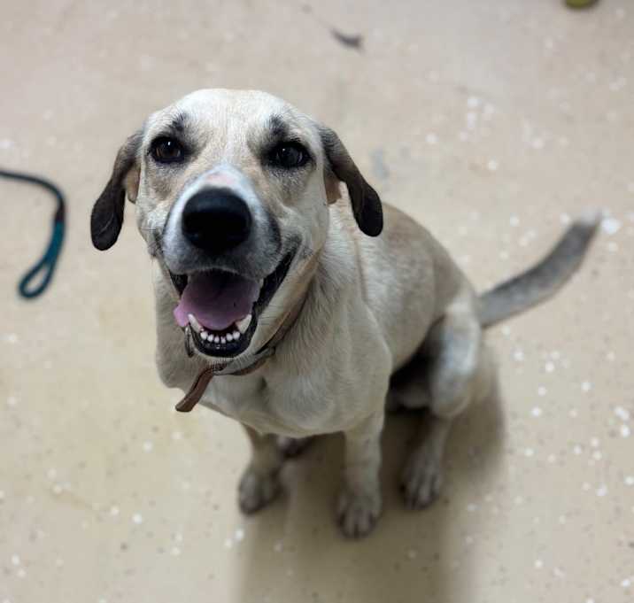 Photo of Rover