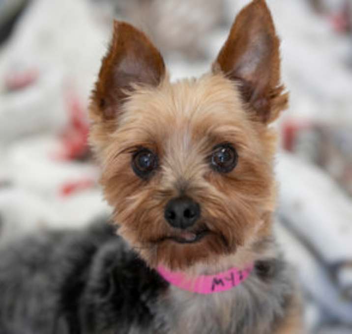 Photo of Maggie