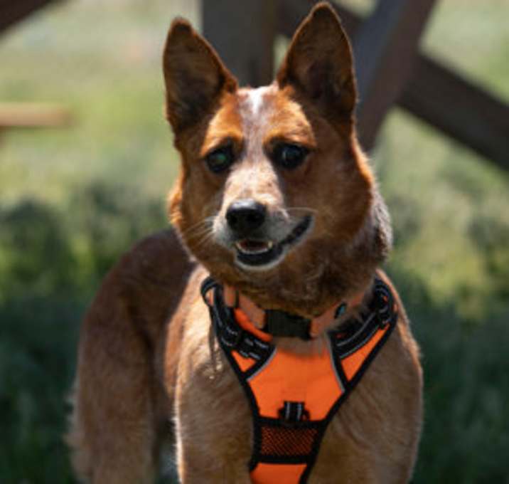 Photo of Kozo