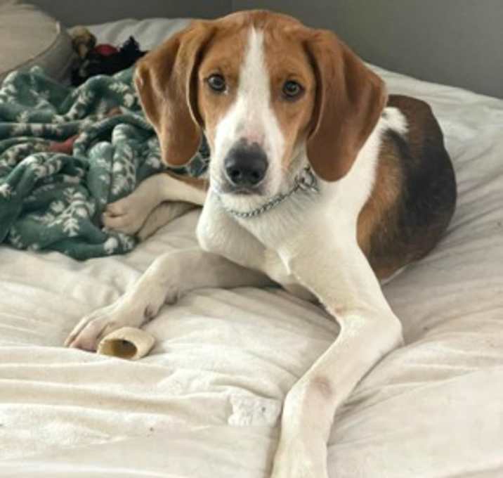 Photo of Ryder