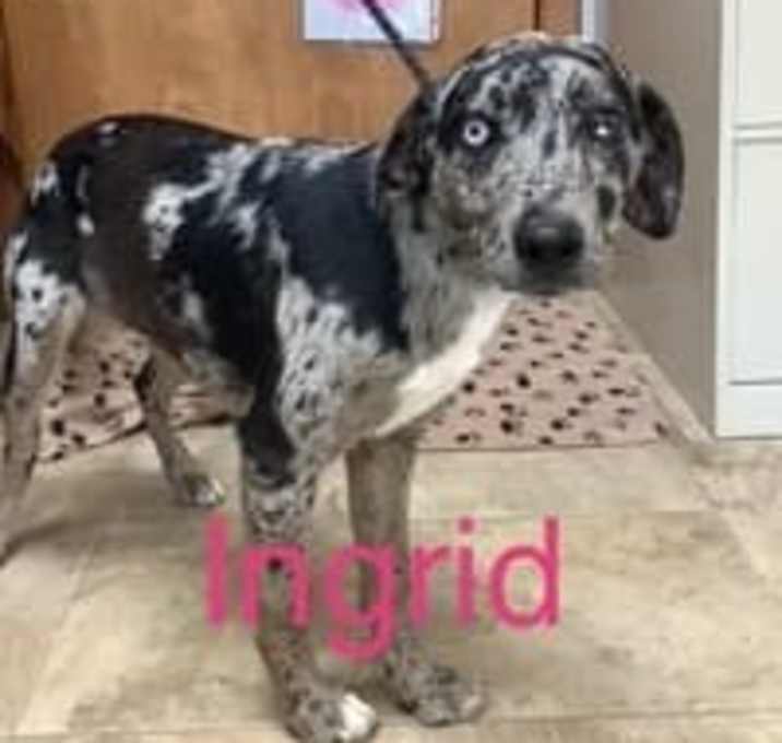 Photo of Ingrid