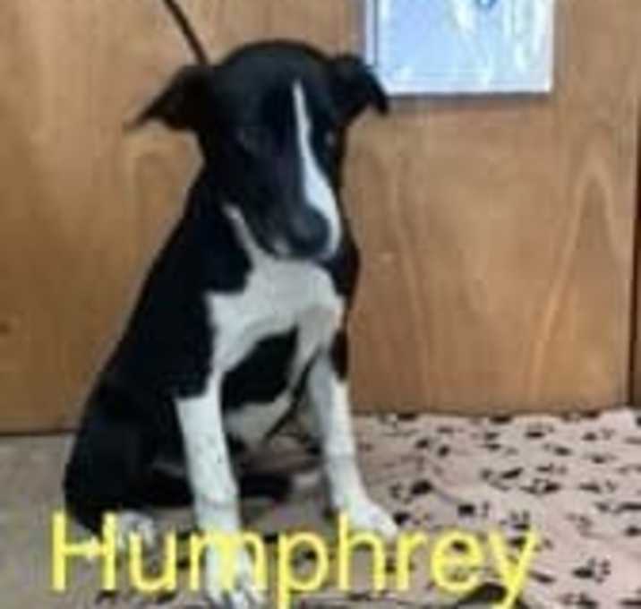 Photo of Humphrey