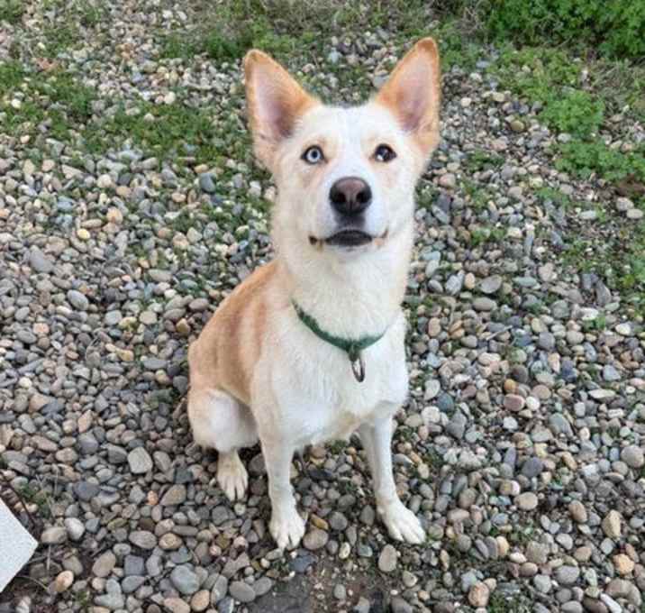 Photo of Buttercup