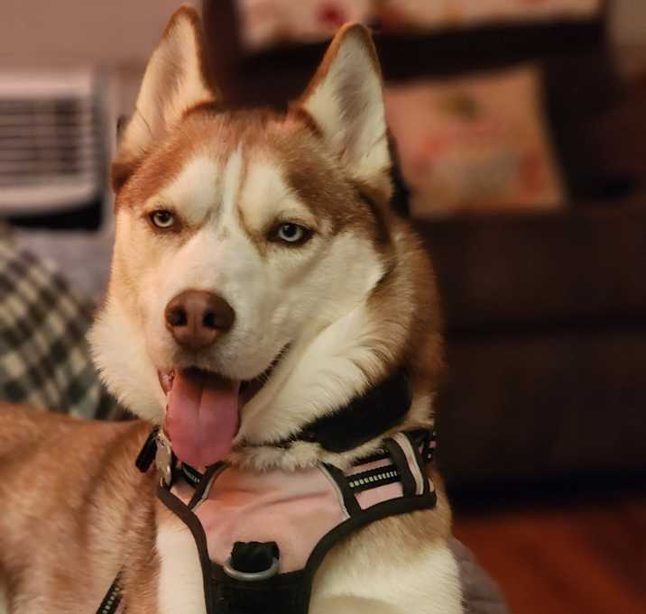 Photo of Dutchess