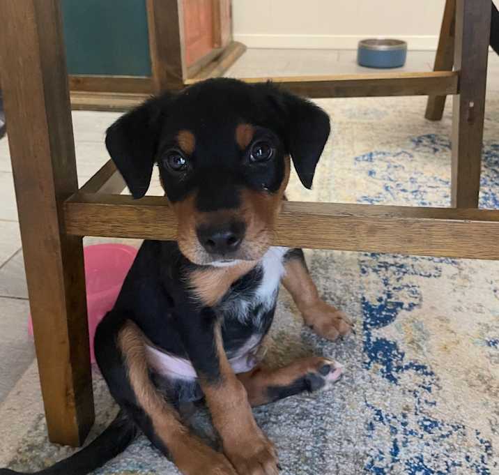 Photo of Zazu
