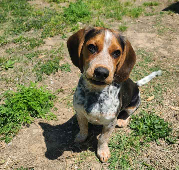 Photo of Watson