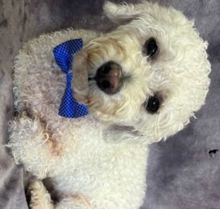 Photo of Diego (Poofy)
