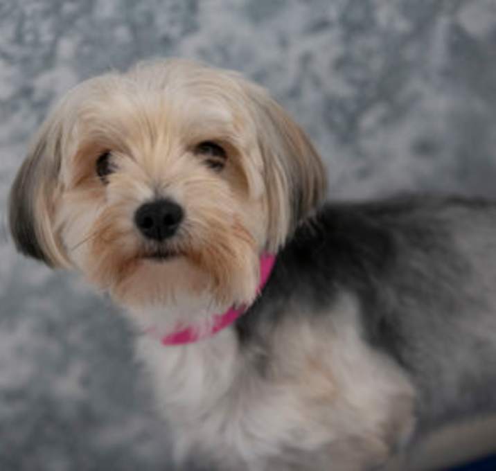 Photo of Poppy