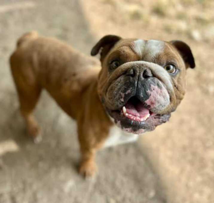 Photo of Bowser