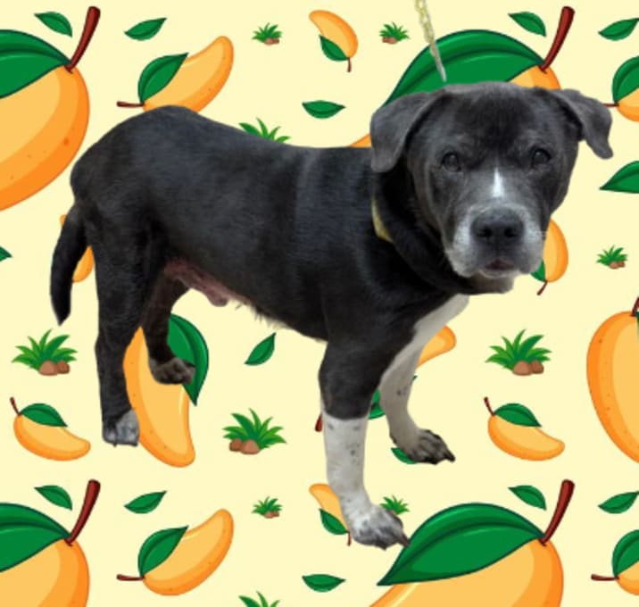 Photo of TUSC-Stray-80739