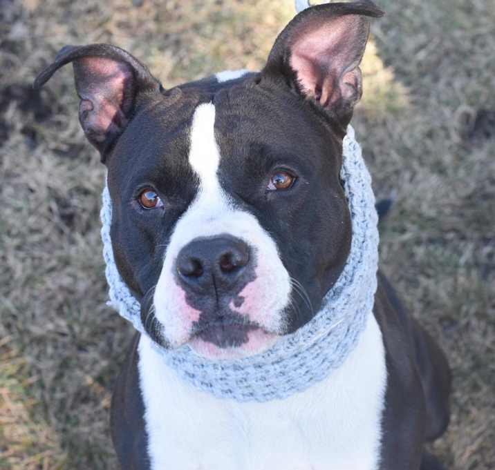 Photo of Oreo