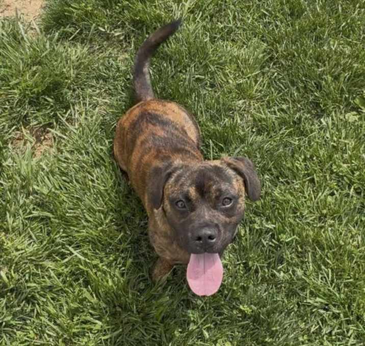 Photo of Dozer