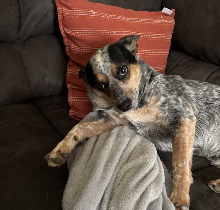 Photo of Bluey