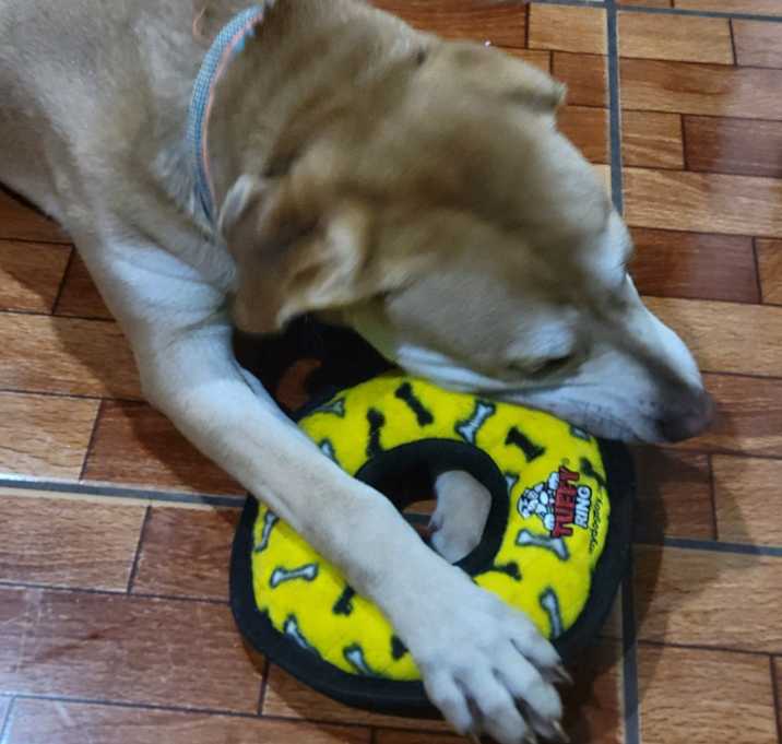 Photo of Brownie