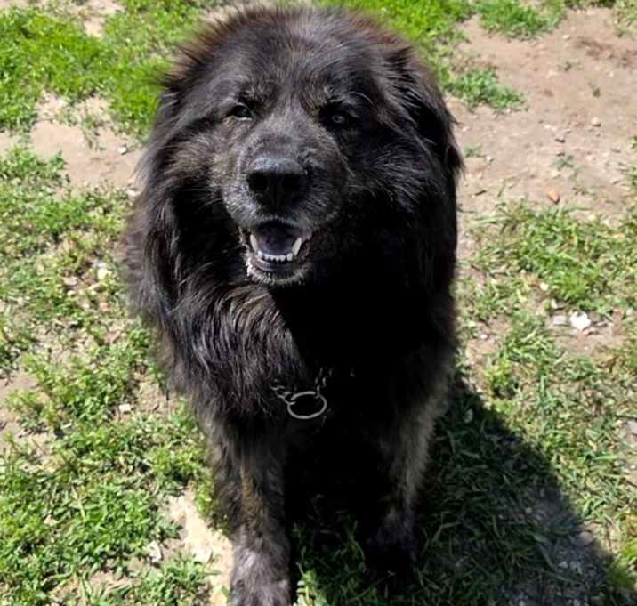 Photo of Maverick