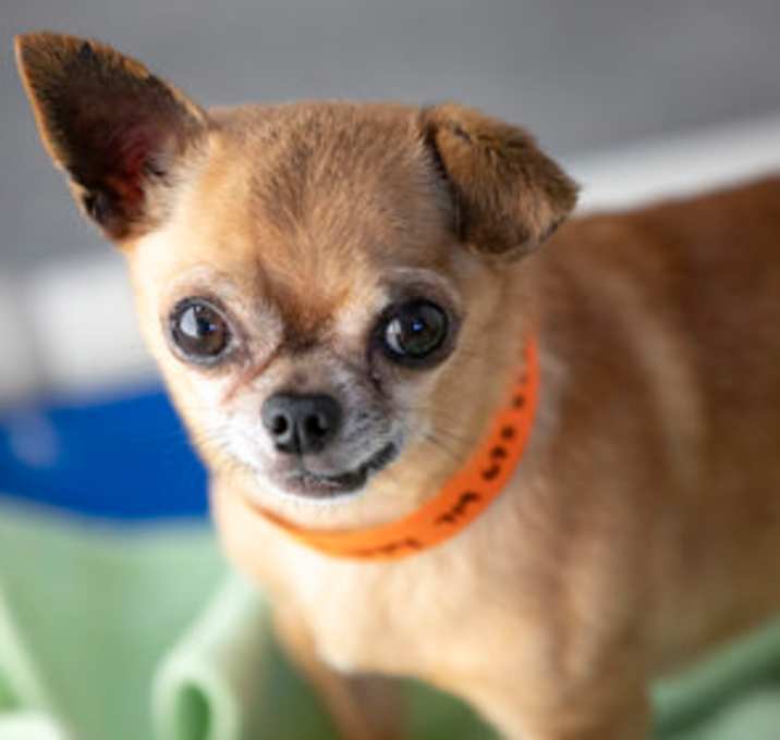 Photo of Zippy