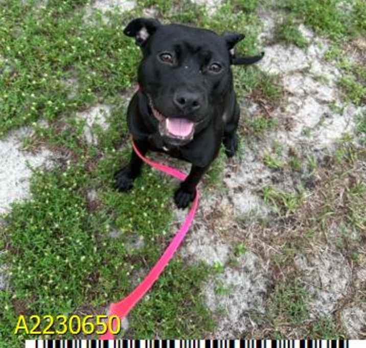 Photo of DOLLY