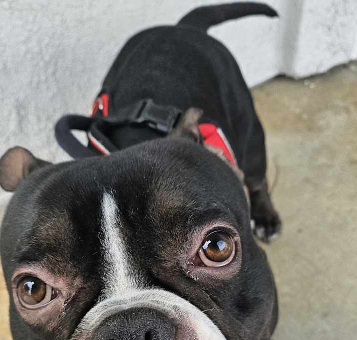 Photo of Chongo
