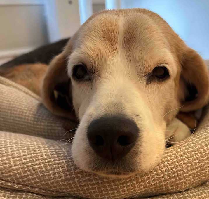 Photo of Max