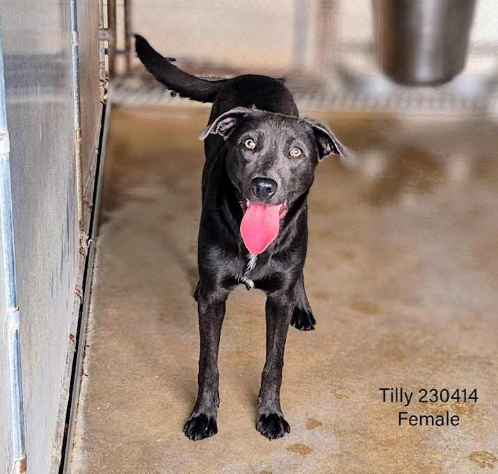 Photo of Tilly