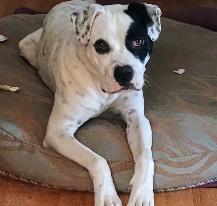 Photo of PETEY