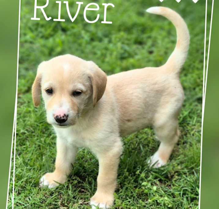 Photo of River