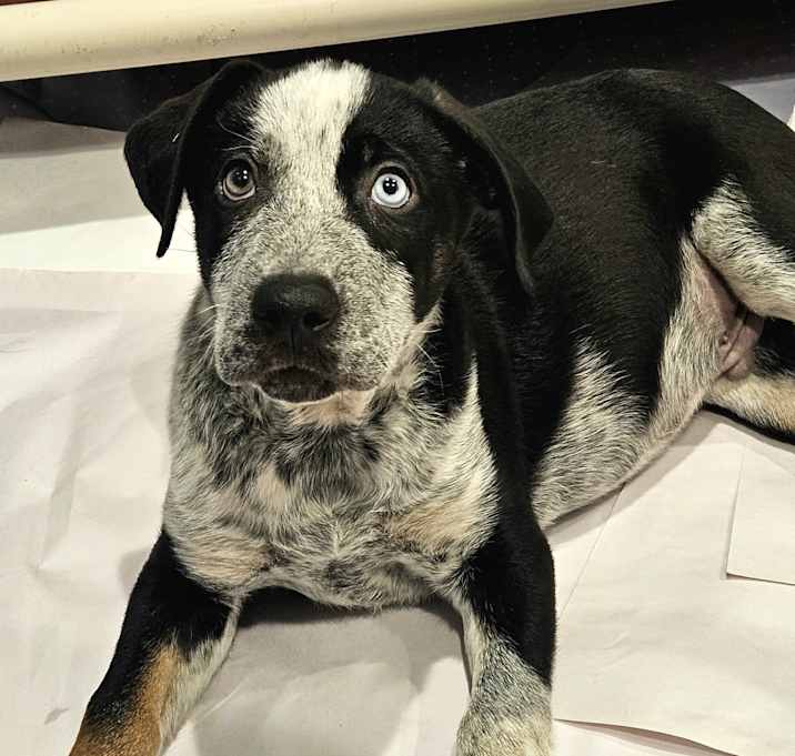 Photo of Silver