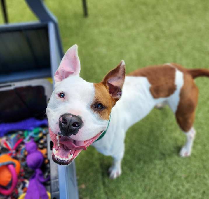 Photo of Petey