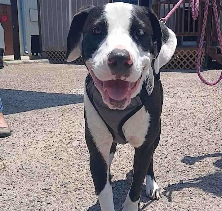 Photo of Bruno(Ron)