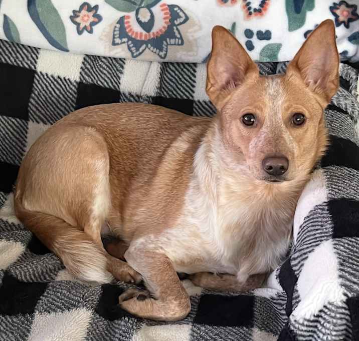 Photo of Sadie