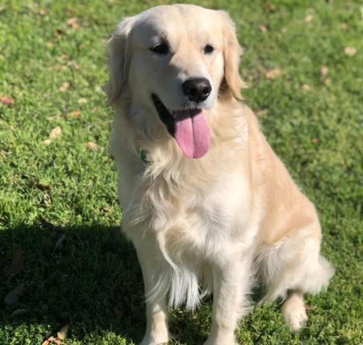 Photo of Moose