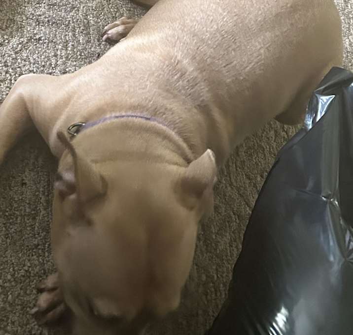 Photo of Remy