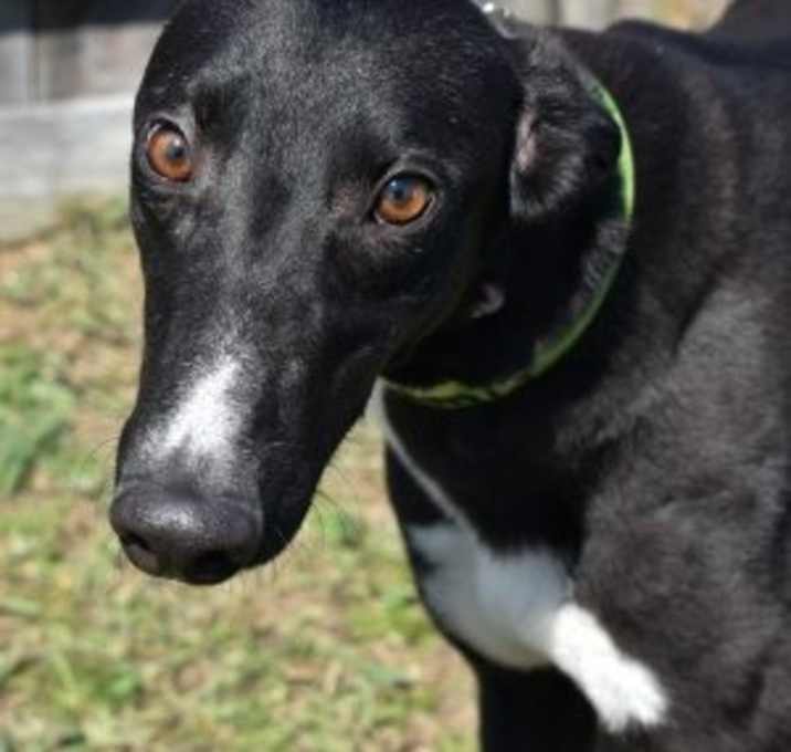 Photo of TNT ARTEMIS