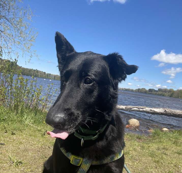 Photo of Raven