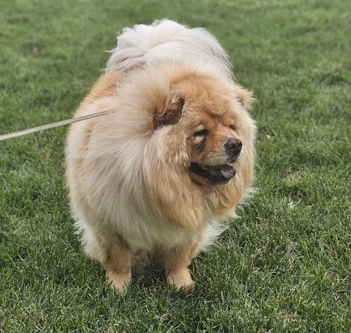 Photo of Buddy