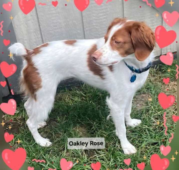 Photo of MO/Oakley Rose