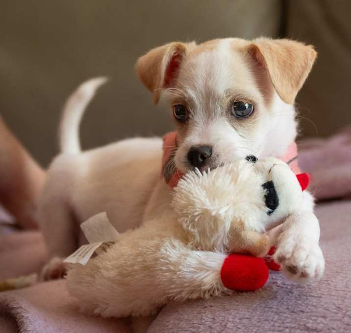 Photo of Peach