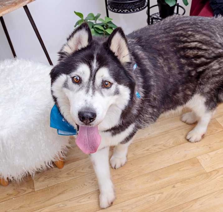 Photo of Champ