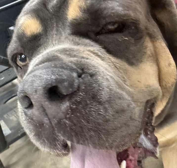 Photo of Dixie